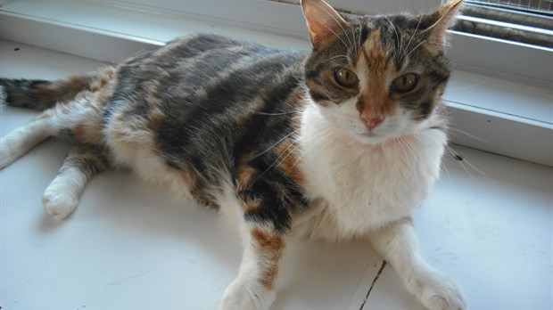 Une chatte calico de 7 ans